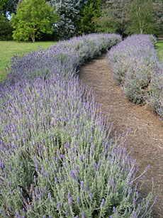 Lavender Pathway