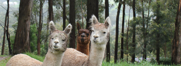 Alpacas