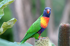 Rainbow Lorikeet