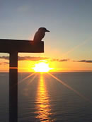 Kookaburra at Dawn