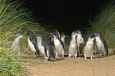 Fairy Penguins