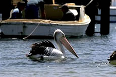 Pelican