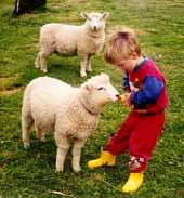 Feeding our pet lambs.