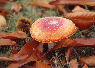 Fungus