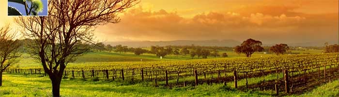 Yarra Valley Vineyard