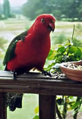 Male King Parrot