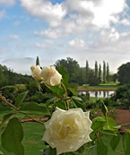 Rose Garden : Misty Morning