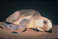 Turtle at Mon Repos Beach