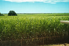 Firing of Sugar Cane