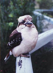 Kookaburra