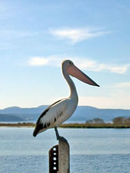 Pelican