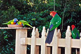 Rainbow Lorikeets & King Parrots