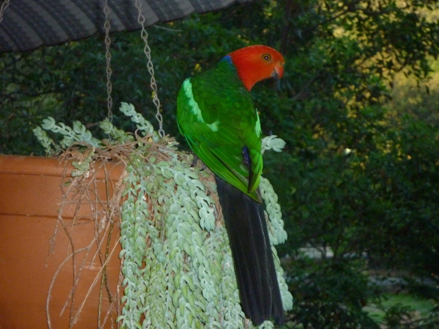 King Parrot