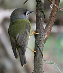 Little Thornbill