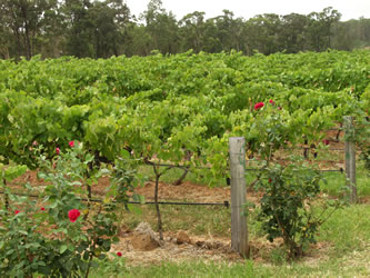 Barossa Vineyard