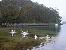 Narooma