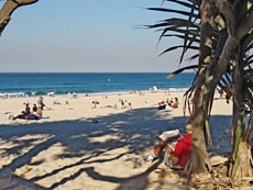 Shady Pandanus