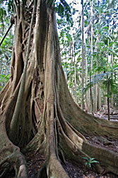 Strangler Fig