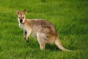 Wallaby