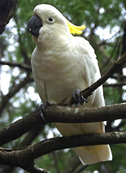 Sulphur-crested Cockatoo