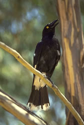 Currawong