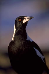 Magpie