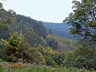 Dandenong Ranges