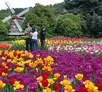 Tulip Festival