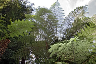 Fern Tree