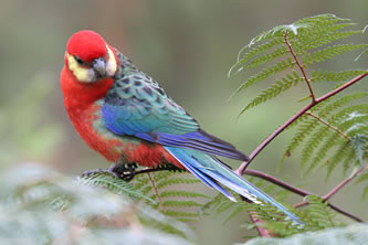 Western Rosella