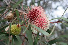 Hakea laurina