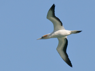 Australasian Gannet