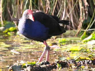 Pukeko