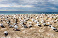 Gannets at Cape Kidnappers