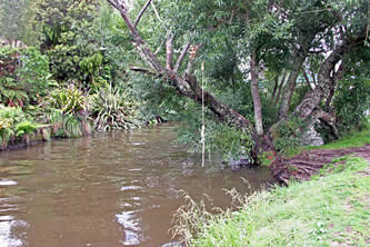 Waiteti Stream