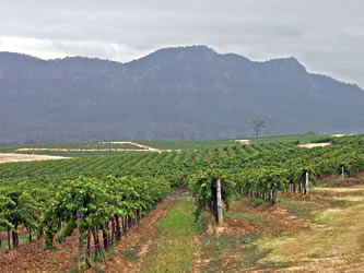 Vineyards