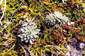 Alpine Plants 