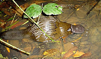 Platypus