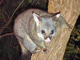 Brushtail Possum