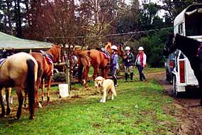 Horse Riding