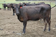 Beef Cattle