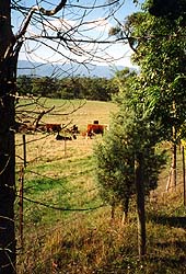 Rural Scene