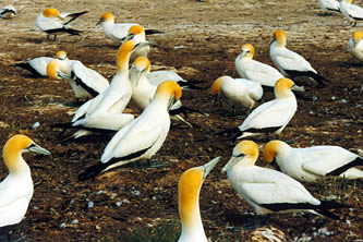 Gannets