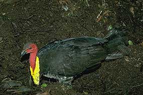 Brush Turkey