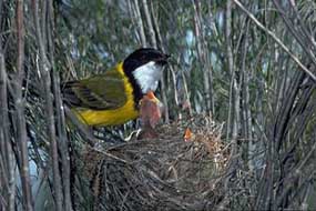 Golden Whistler