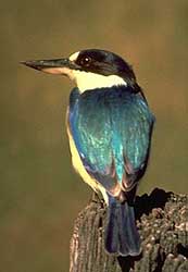 Kingfisher