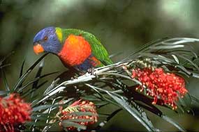 Rainbow Lorikeet