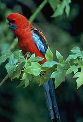 Rosella