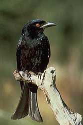 Spangled Drongo