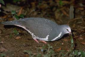 Wonga Pigeon